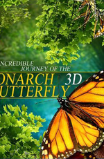 Полет бабочки 3D